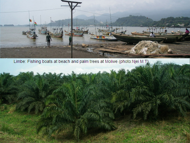 Beach & Palm Trees in Limbe (photo:Njei M.T)